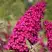 Буддлея давида РОЯЛ РЕД в Светлогорске