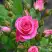 Роза ЛАВЛИ ЛИДИЯ спрей в Светлогорске
