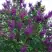 Сирень СУМЕРКИ в Светлогорске