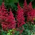 Астильба БУРГУНДИ РЕД Арендса в Светлогорске