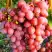 Виноград КИШМИШ КРАСНЫЙ в Светлогорске