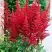 Астильба БУРГУНДИ РЕД Арендса в Светлогорске