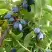 Жимолость съедобная НАРЫМСКАЯ в Светлогорске