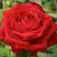 Роза СОФИ ЛОРЕН чайно-гибридная в Светлогорске
