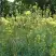 Василистник ГЛАУКУМ желтый в Светлогорске