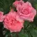 Роза ПЬЕР КАРДЕН чайно-гибридная в Светлогорске