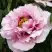 Пион РОЗОВАЯ РЕКА древовидный в Светлогорске