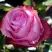 Роза ДИП ВОТЕР чайно-гибридная в Светлогорске