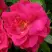 Роза ДЖОРДЖ ВАНКУВЕР флорибунда в Светлогорске