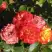 Роза ТАЙФУН спрей в Светлогорске