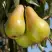Груша КОНКОРД в Светлогорске