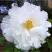 Пион БЕЛЫЙ НЕФРИТ древовидный в Светлогорске