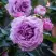 Роза СИЛЬВЕР КВИК плетистая в Светлогорске