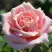Роза ФРЕДЕРИК МИСТРАЛЬ чайно-гибридная в Светлогорске