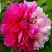 Пион ДВЕ СЕСТРЫ древовидный в Светлогорске