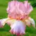 Ирис БЛАШИНГ ПИНК бородатый в Светлогорске