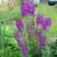 Коровяк ВИОЛЕТТА (вербаскум) в Светлогорске