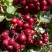 Рябина ГРАНАТНАЯ сладкоплодная в Светлогорске