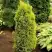 Можжевельник ГОЛД КОН обыкновенный в Светлогорске