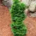 Туя СПИРАЛИС МИНИ западная в Светлогорске