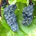 Виноград ВЭЛИАНТ в Светлогорске