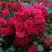 Роза РАДОСТЬ САДОВНИКА (ГАРТЕН ФРОЙДЕ) почвопокровная в Светлогорске