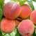 Персик ВАЙН ГОЛД Т3 в Светлогорске