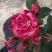 Роза ФАЙЕР ВОРКС миниатюрная в Светлогорске