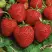 Клубника КОРОНА в Светлогорске