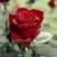 Роза ТАБУ чайно-гибридная в Светлогорске