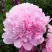 Пион ДИННЕР ПЛЕЙТ травянистый в Светлогорске