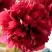 Пион БЕЛГРАВИЯ травянистый в Светлогорске