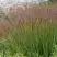 Просо ШЕНАНДО прутьевидное в Светлогорске