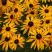 Рудбекия ГОЛДШТУРМ блестящая в Светлогорске