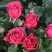 Роза ЛАВ ЛЕТТЕР флорибунда в Светлогорске
