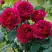 Роза КЕЙТ английская в Светлогорске