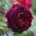 Роза МАНСТЕД ВУД английская в Светлогорске