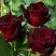 Роза ЧЕРНАЯ МАГИЯ чайно-гибридная в Светлогорске