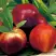 Нектарин СТАРК РЕД ГОЛД в Светлогорске
