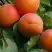 Абрикос ГРАФИНЯ в Светлогорске