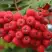 Рябина АЛАЯ КРУПНАЯ сладкоплодная в Светлогорске