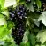 Смородина чёрная БЕЛОРУССКАЯ СЛАДКАЯ в Светлогорске