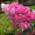 Гортензия МЕГА МИНДИ метельчатая в Светлогорске