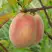Персик ЕЛГАВСКИЙ в Светлогорске
