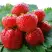 Клубника ВИМА ЗАНТА в Светлогорске