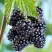 Ежевика БЛЭК САТИН бесшипная  в Светлогорске