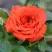 Роза ОРАНЖ ДЖЕВЕЛ миниатюрная в Светлогорске