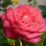 Роза ПЬЕР КАРДЕН чайно-гибридная в Светлогорске
