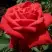 Роза СОФИ ЛОРЕН чайно-гибридная в Светлогорске
