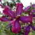 Клематис СВИТ САММЕР ЛАВ в Светлогорске